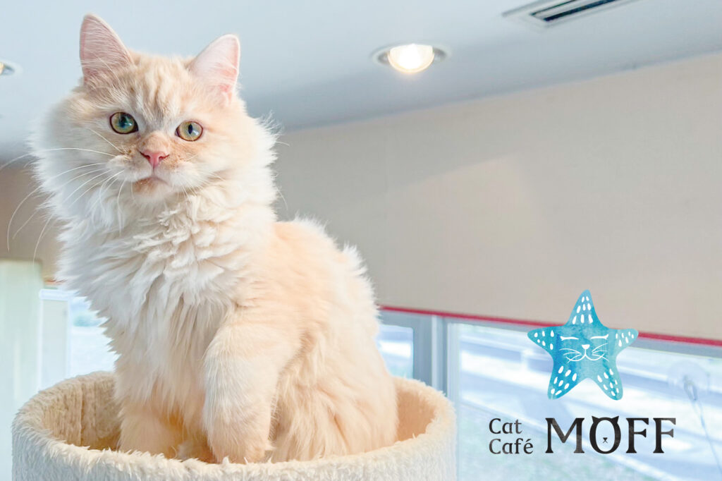 2024年6月1日（土）に新店舗【Cat Café MOFF アラモアナセンター店】オープン！