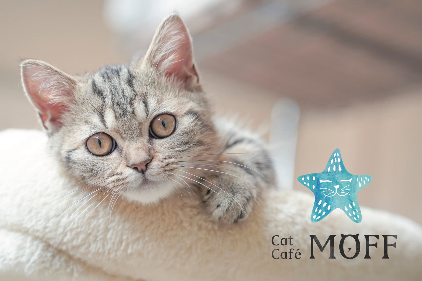 moff事業　猫カフェ 【catcafe moff】