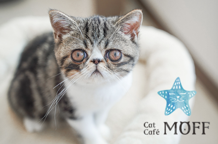 猫カフェ Cat Café MOFF