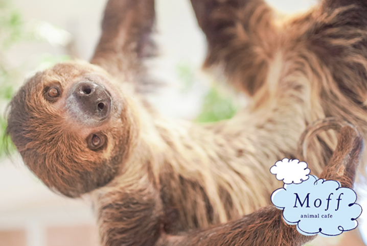 Moff animal cafe CUTE CUBE 原宿店ナマケモノの写真